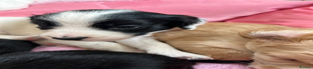 Sprocker Puppy 5