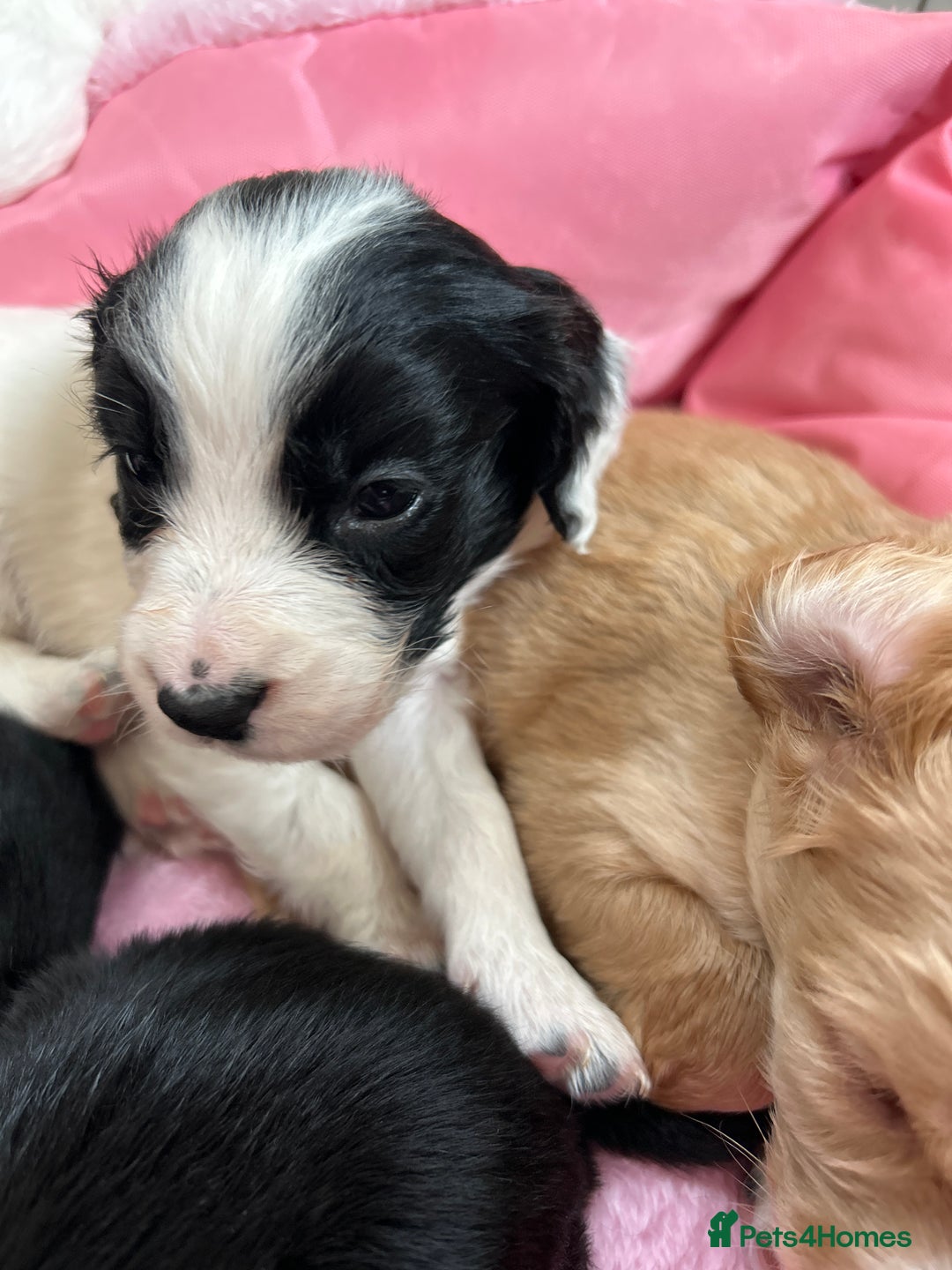 Sprocker dogs for sale:  Sprocker Spaniel READY TO LEAVE!!! 🐶 Only 1 left - Image 25