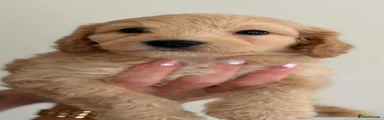 Cockapoo 3
