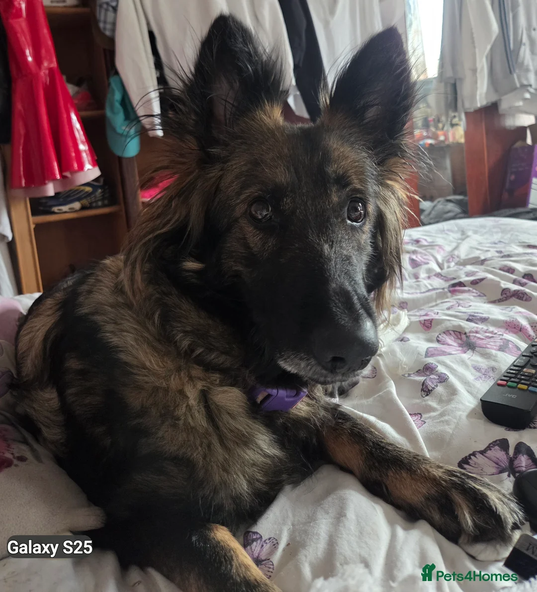 German Shepherd dogs for stud: Stud needed ASAP for my German shepherd - Advert 7