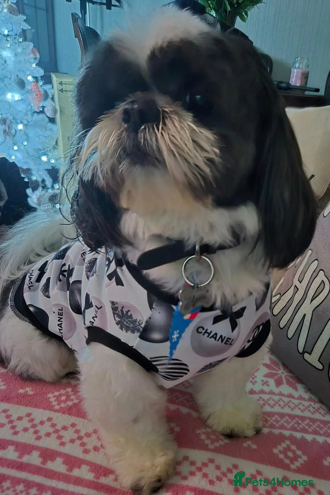 Shih Tzu dogs for stud: proven Shih tzu for stud - Advert 2