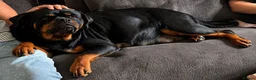 Rottweiler dogs for sale: ⭐️ Outstanding Rottweiler Puppies ⭐️ - Advert 7