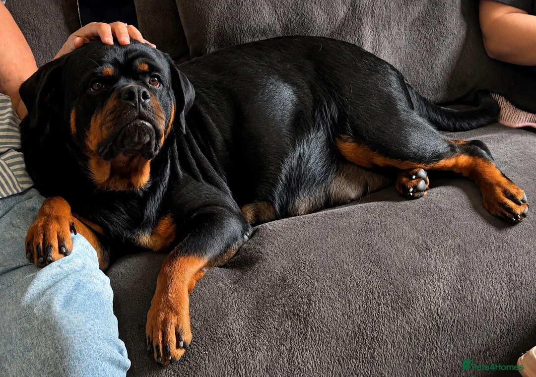 Rottweiler dogs for sale: ⭐️ Outstanding Rottweiler Puppies ⭐️ - Advert 7
