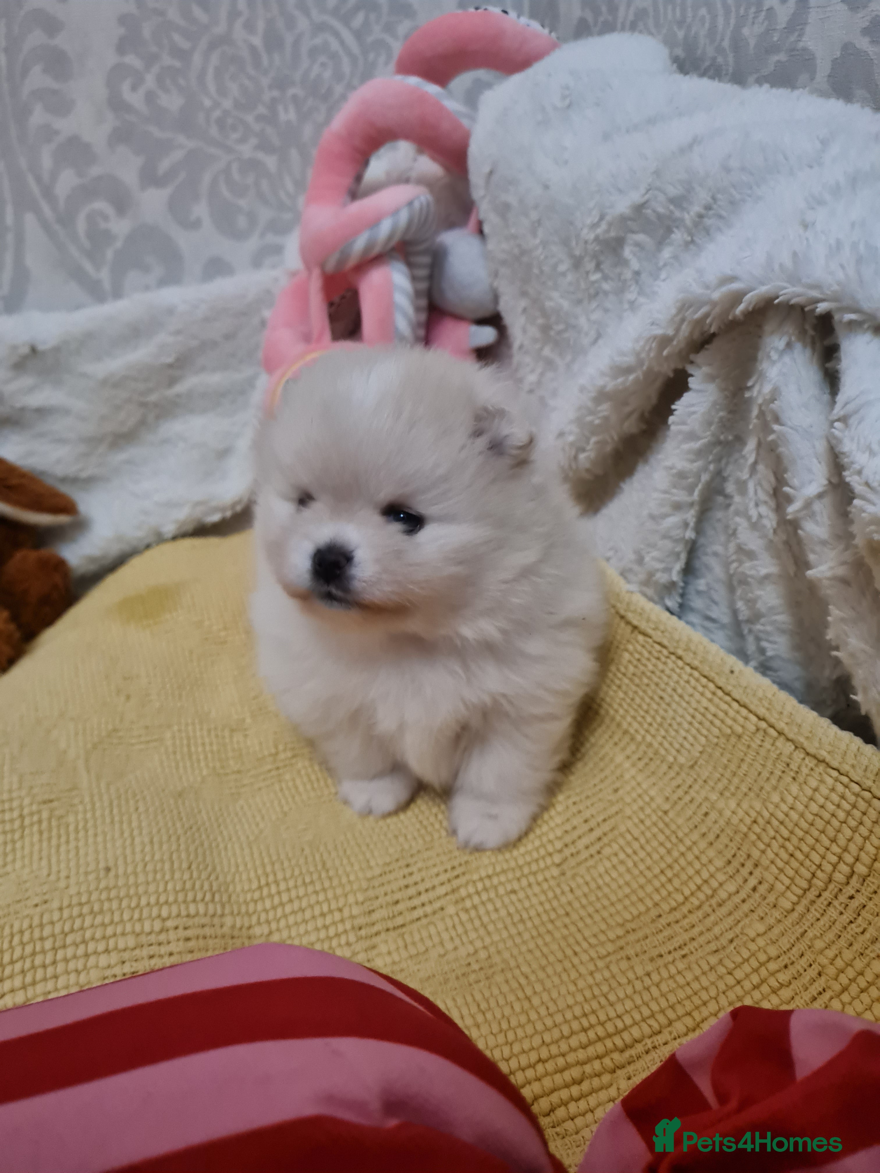Pomeranian dogs Pomeranian Teddy bear show quality potential - Advert 2