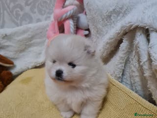Pomeranian dogs Pomeranian Teddy bear show quality potential - Advert 2