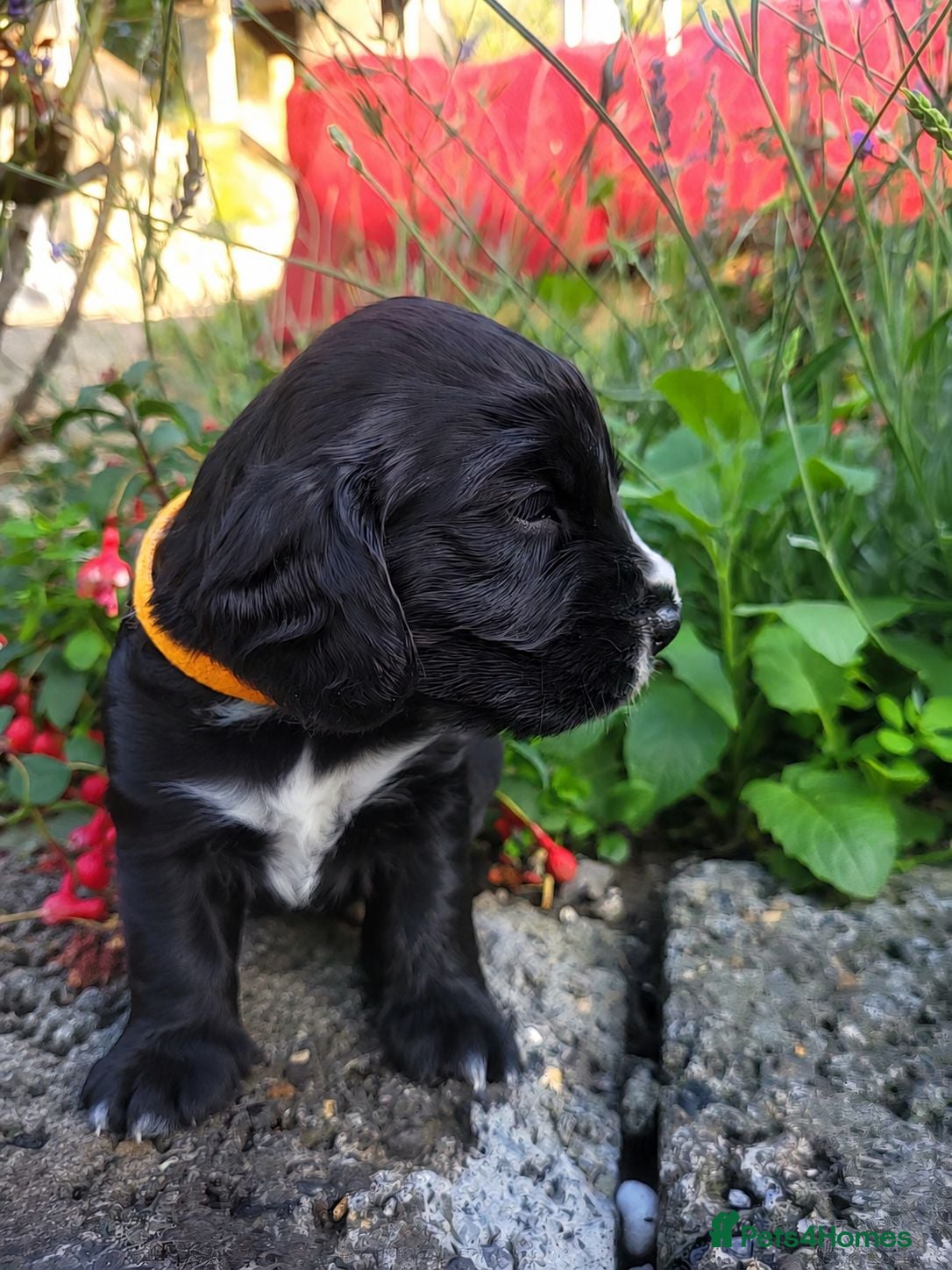 Sprocker dogs Beautiful, healthy Spaniel puppies. - Advert 5