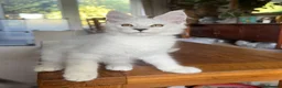 Maine Coon cats for sale: 💝Magnificent large TICA kittens 💖 - Advert 6