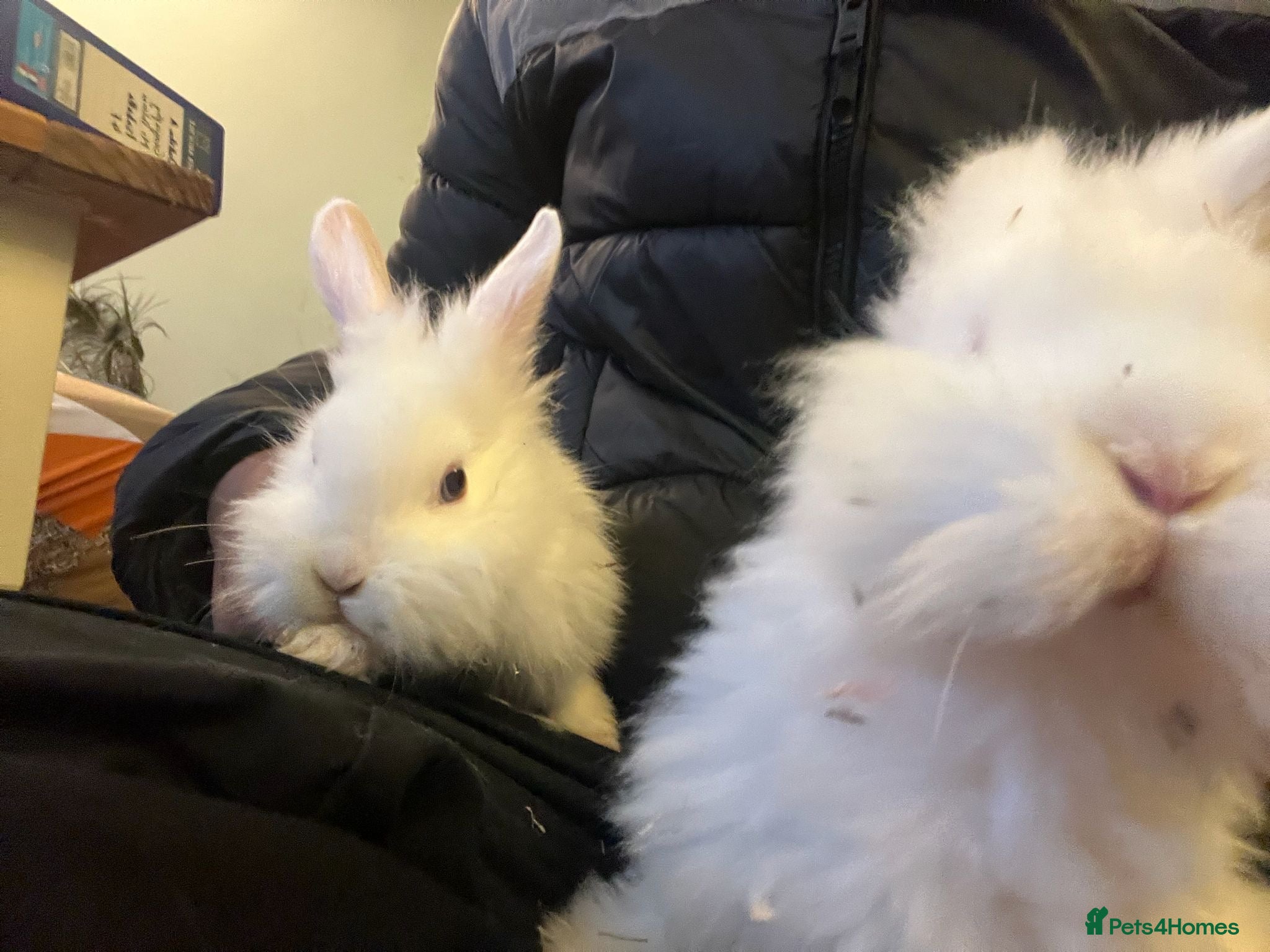 Mixed Breed rabbits Cute bunnies - Advert 18