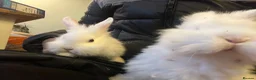 Mixed Breed rabbits for sale: Cute bunnies - Advert 1