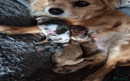 Mixed Breed dogs for sale: Cockapoochis For Sale - Image 3