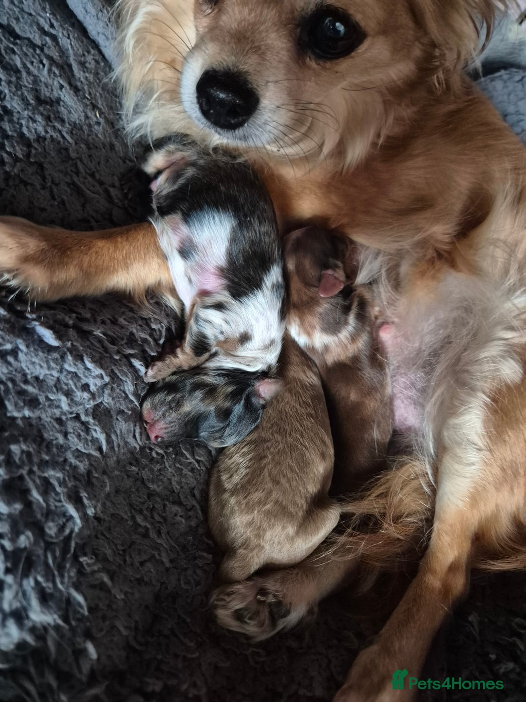Mixed Breed dogs for sale: Cockapoochis For Sale - Image 3