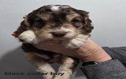 Cockapoo dogs for sale: Stunning f1 cockapoo pups - Advert 6