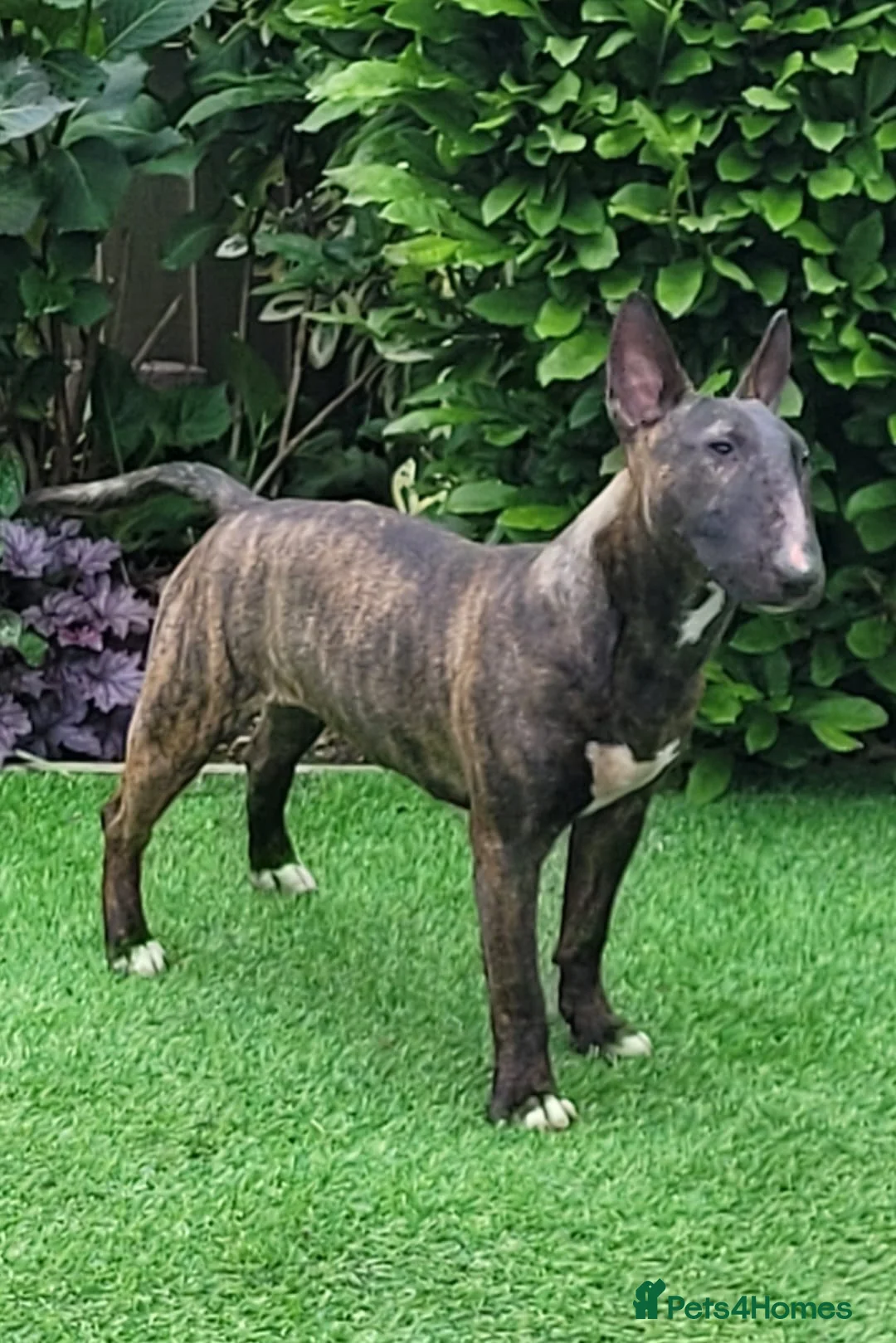 Miniature Bull terrier dogs for sale: KC registered mini bull terriers in Bourne - Advert 1