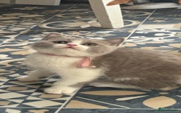 British Shorthair cats for sale: Bsh reading now 1 girl - Image 2