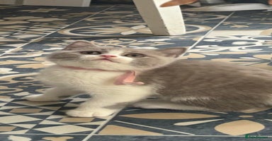British Shorthair cats - Advert 11