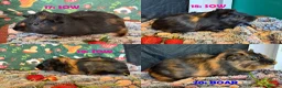 Guinea Pig rodents for sale: Various Guinea Pigs - Ready Now - Advert 33