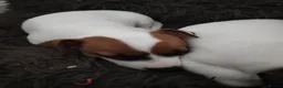 Jack Russell dogs for sale: Jack Russell puppies  in Chatham - Advert 4