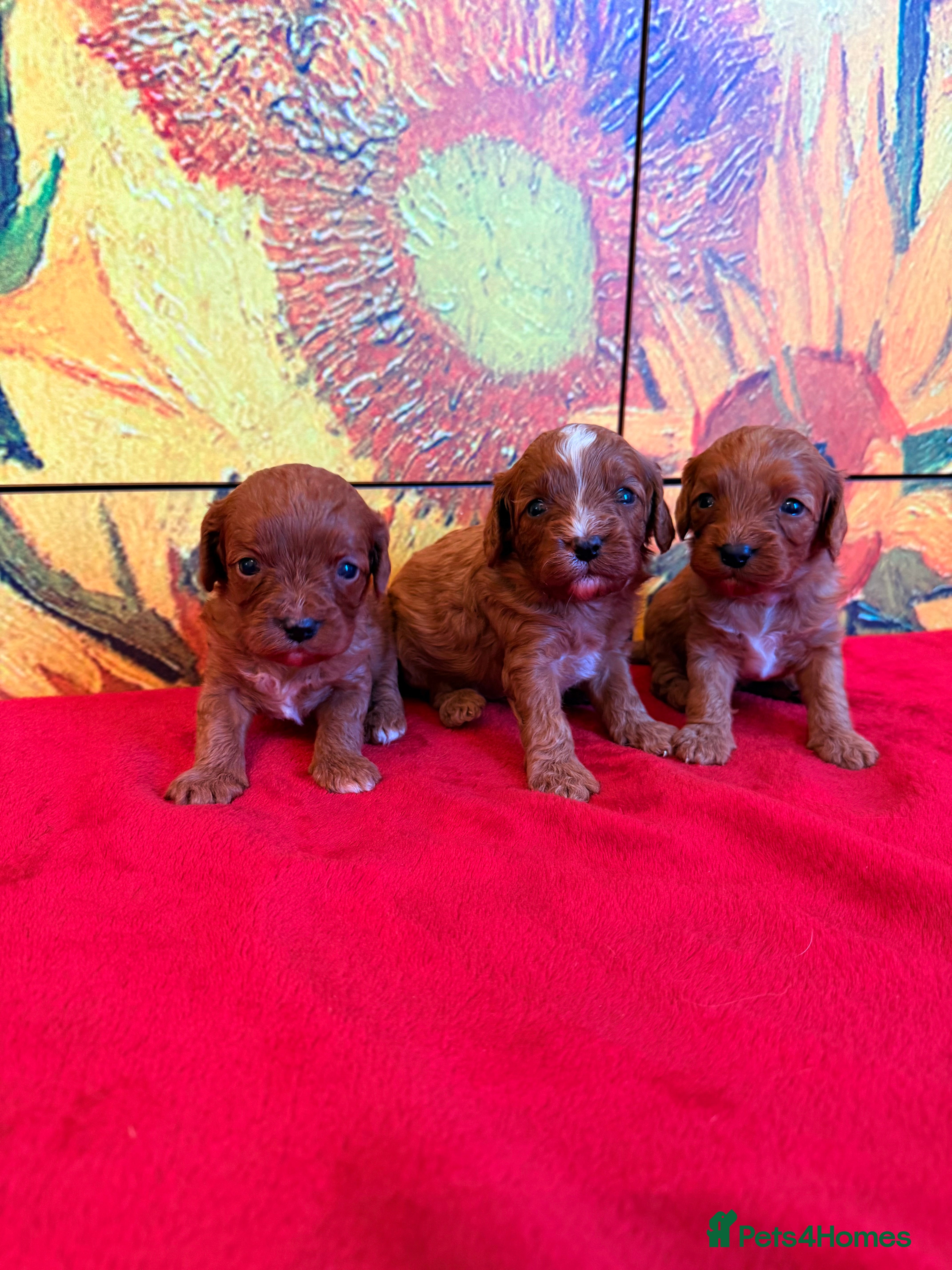 Cavapoo dogs *Stunning Ruby Red F1 Cavapoo Puppies For Sale* - Advert 2