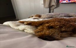 Australian Labradoodle dogs for sale: Daisy and Lilly  - Image 8