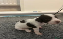 English Springer Spaniel dogs for sale: Adorable Springer Spaniel Puppies - Image 24