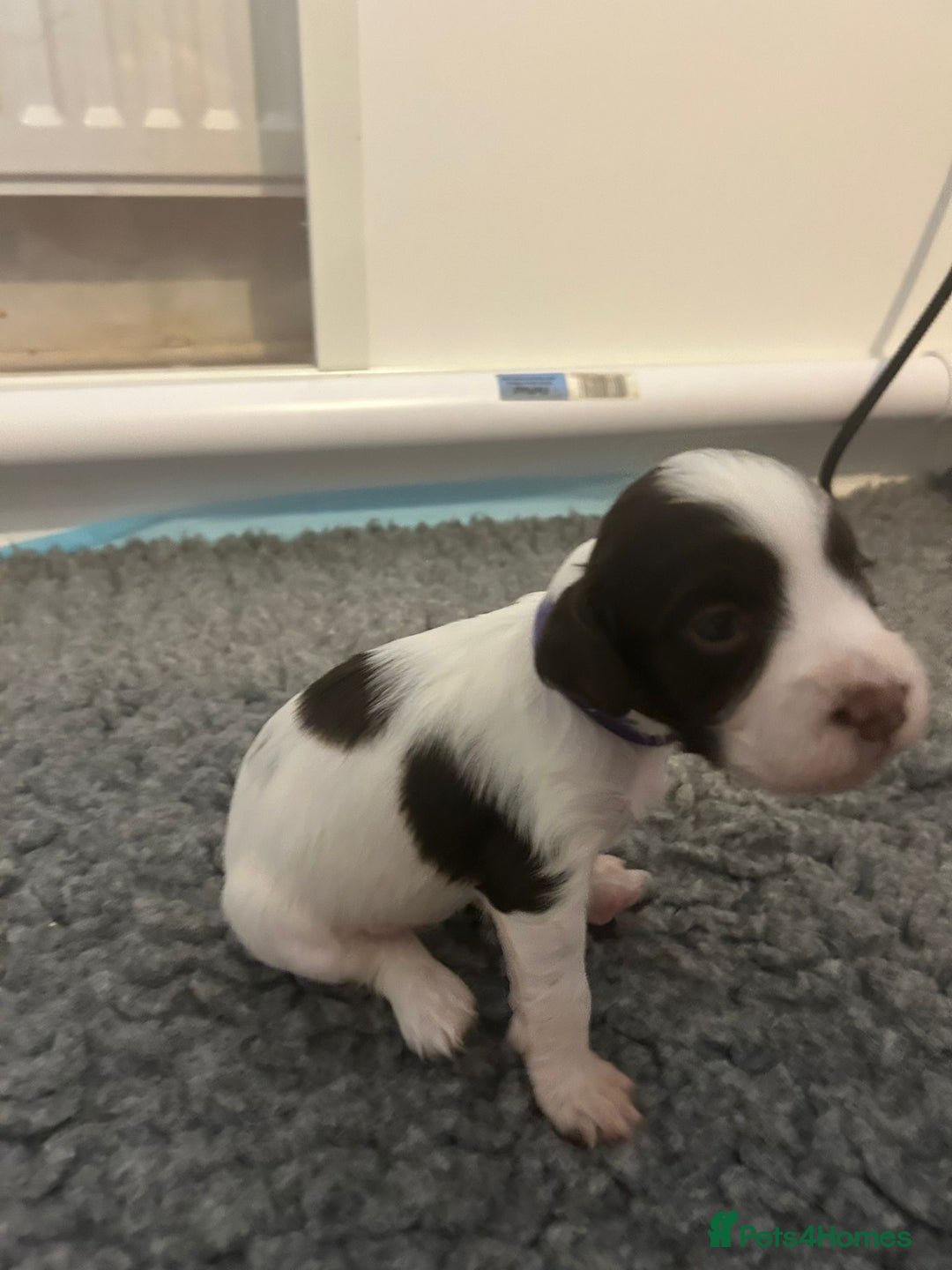 English Springer Spaniel dogs for sale: Adorable Springer Spaniel Puppies - Image 24
