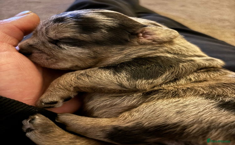 American Bully dogs - Advert 1