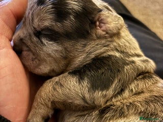 American Bully dogs - Advert 3