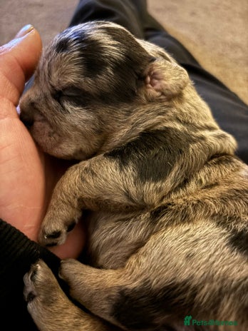 American Bully dogs - Advert 1