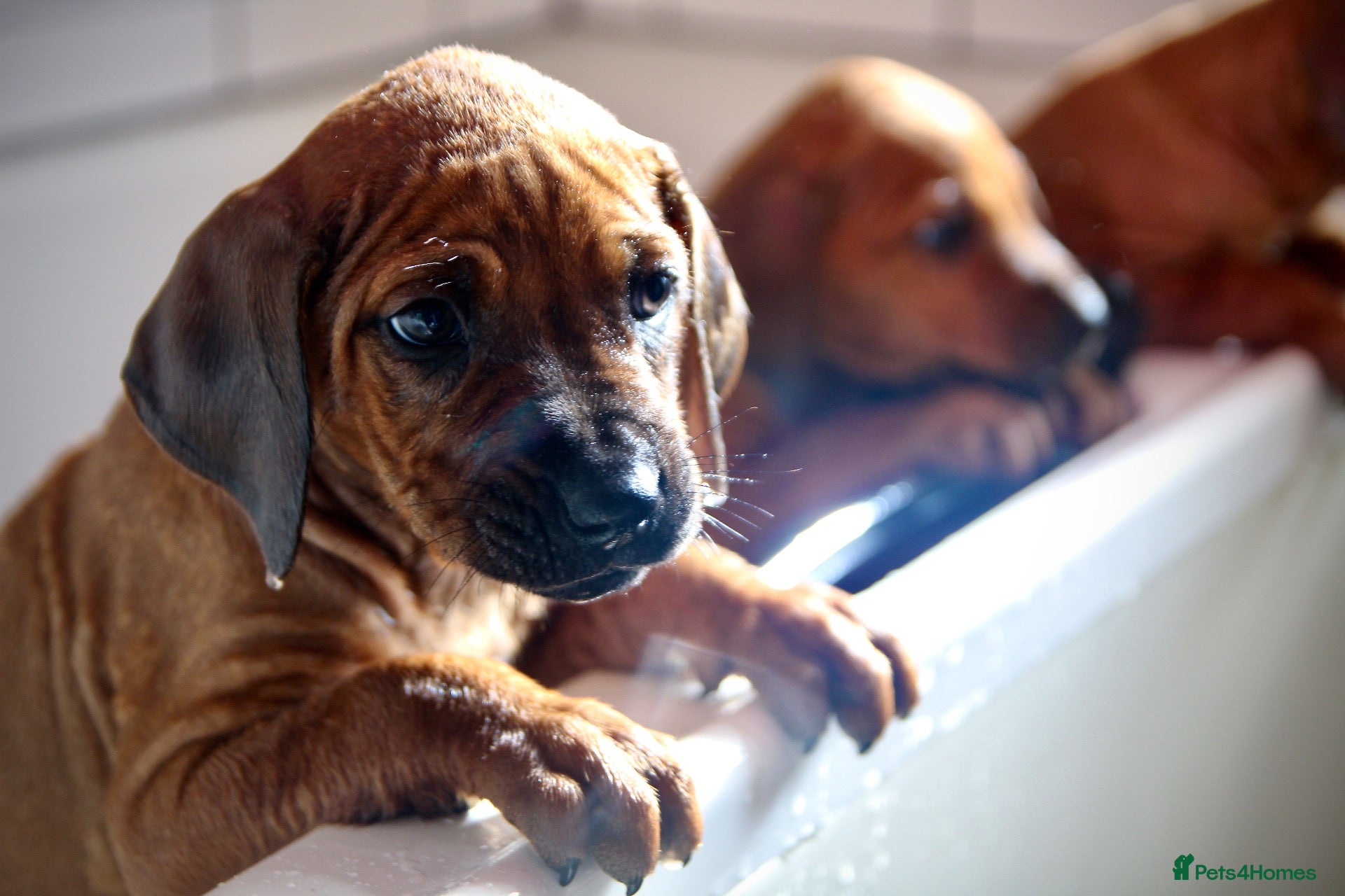 Rhodesian Ridgeback dogs Masterpiece Litter: South African & European Lines - Advert 1