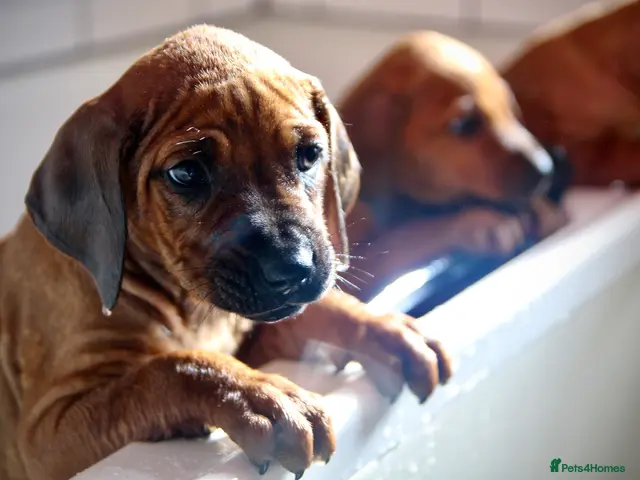 Rhodesian Ridgeback dogs for sale: Masterpiece Litter: South African & European Lines - Advert 1