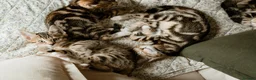 Mixed Breed cats for sale: Half Bengal Kittens - Advert 10