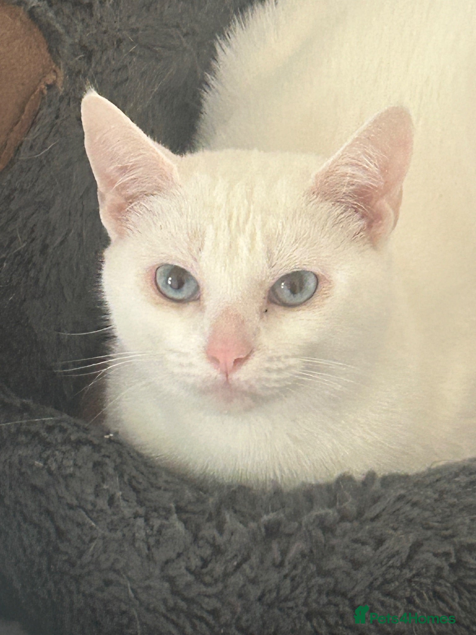 British Shorthair cats Cat for sale  - Advert 2