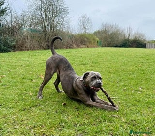 Cane Corso dogs for sale: Cane Corso - Advert 4