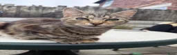 Mixed Breed cats for sale: 3 kittens for sale - Advert 5