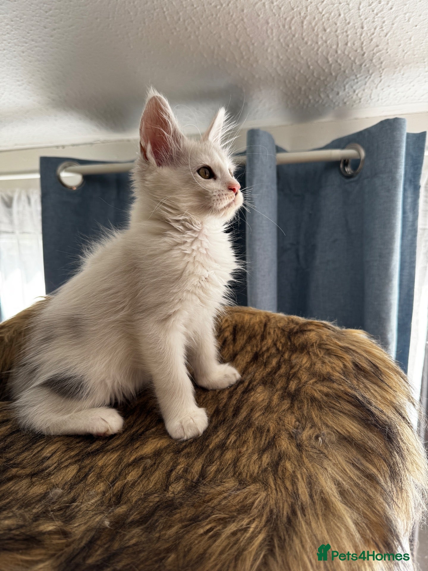 Maine Coon cats 🐾 Beautiful Maine Coon kittens  - Advert 2