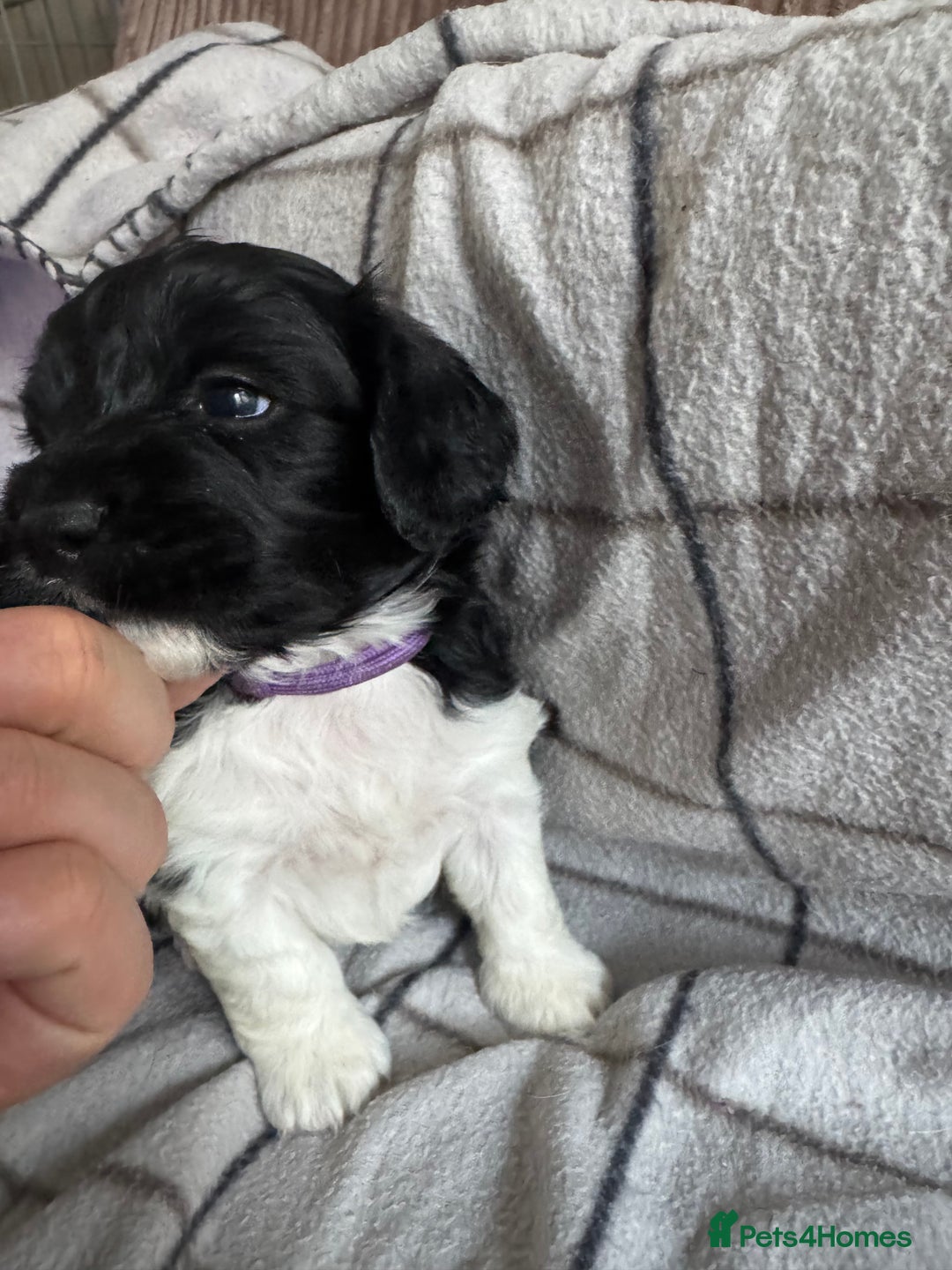 Mixed Breed dogs for sale: 8 Springer mix Puppies - Advert 18