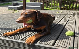 Dobermann dogs for sale: *HEALTH TESTED,HOME REARED,STUNNING DOBERMAN PUPS - Image 39