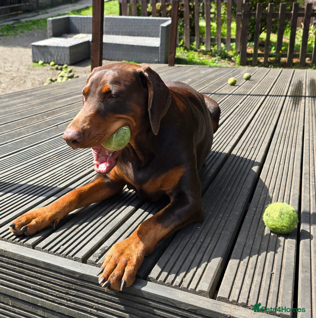 Dobermann dogs for sale: *HEALTH TESTED,HOME REARED,STUNNING DOBERMAN PUPS - Image 39