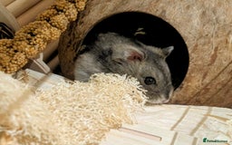 Hamster rodents for sale: Female Dwarf Hamster for Adoption UPDATED 05.09.25 - Image 8