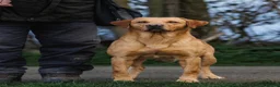 Labrador Retriever dogs for sale: KC Registered Working Labrador Retriever Puppies - Advert 4