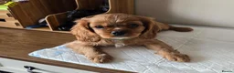 Cavalier King Charles Spaniel dogs for sale: Beautiful  Cavalier  puppies  - Advert 3