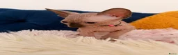 Sphynx cats for sale: 3 stunning kittens available! - Advert 22