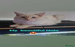 Ragdoll cats for sale: Nala my flame point ragdoll  - Advert 5