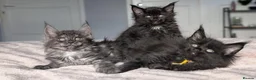 Maine Coon cats for sale: Black&Black Smoke Tica registered  - Advert 7