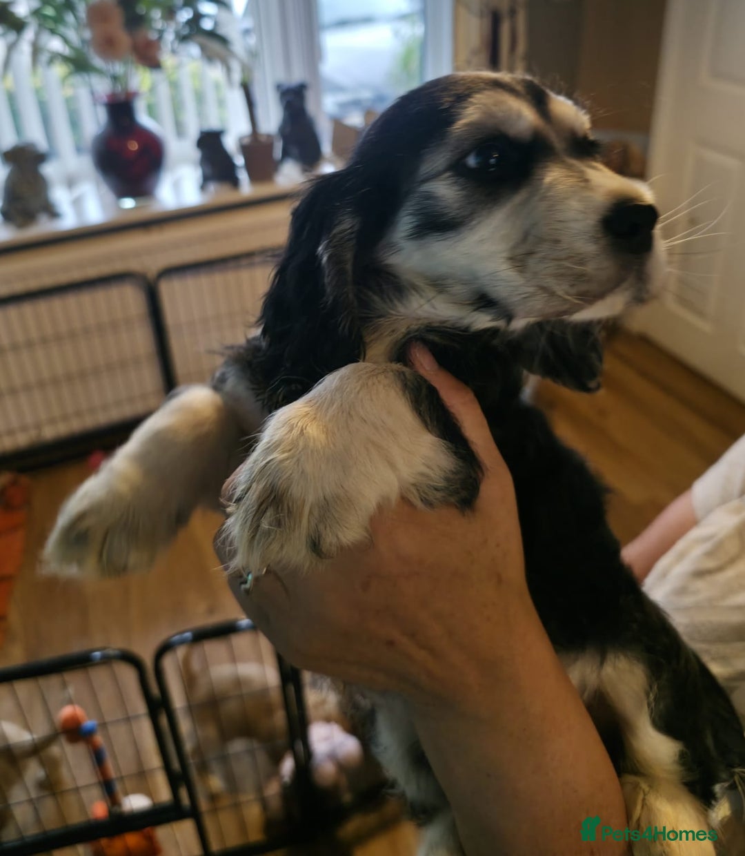 Cocker Spaniel dogs for sale: Cocker Spaniel puppies  - Image 21