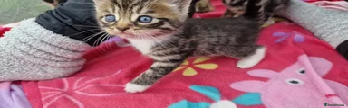 Mixed Breed Kitten 3