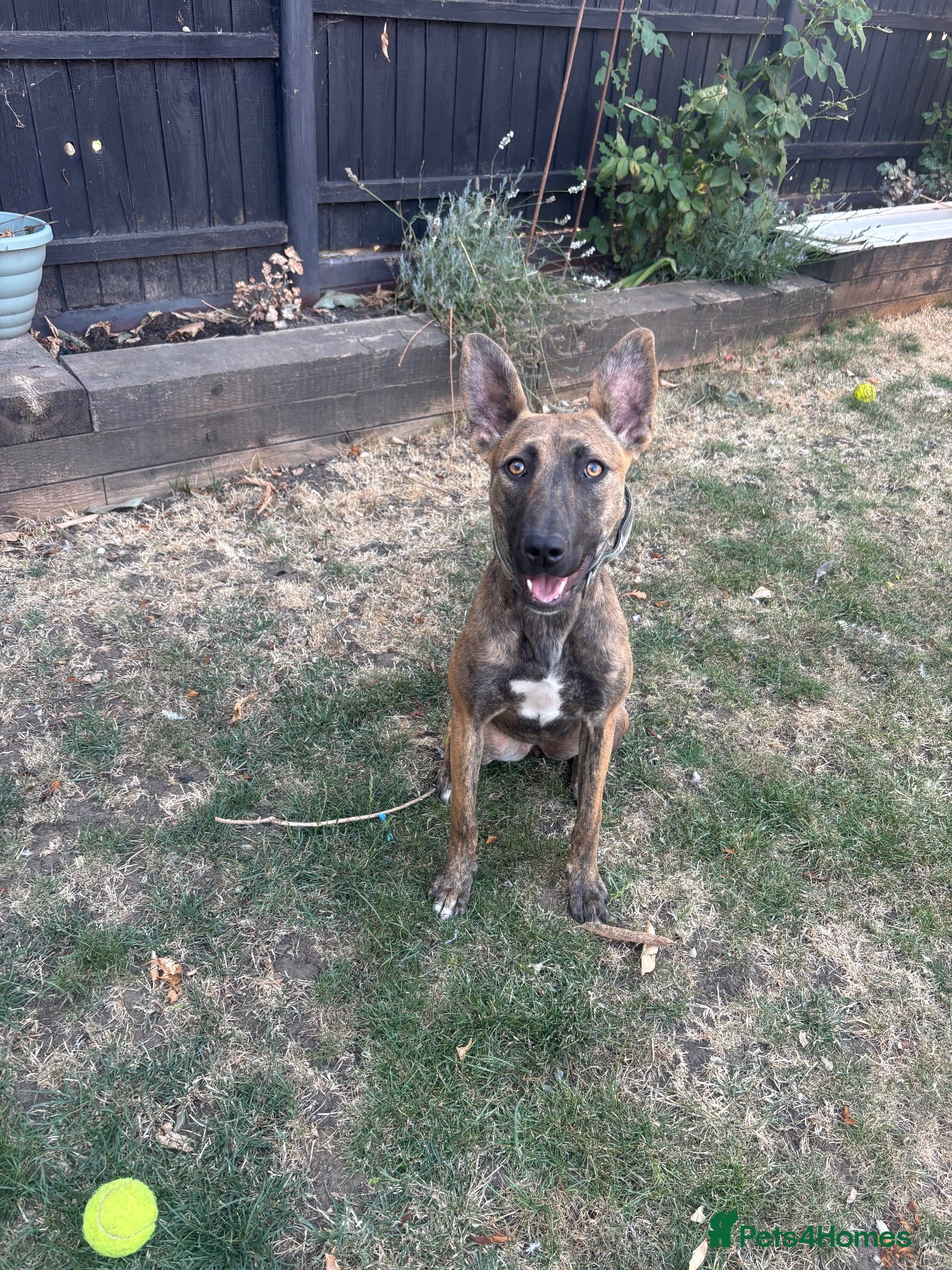 Mixed Breed dogs 10 month old Dutch shepherd cross bully - Advert 6