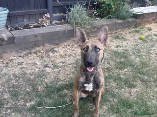Mixed Breed dogs 10 month old Dutch shepherd cross bully - Advert 6