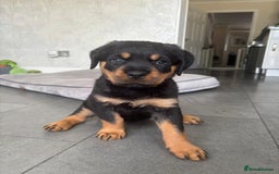 Rottweiler dogs for sale: Stunning Rottweiler Puppies - Image 10