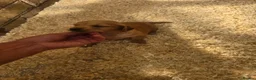 Golden Retriever dogs for sale: Kc registered dark red pups - Advert 7